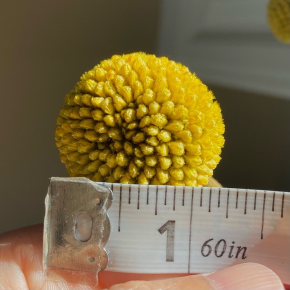 10 STEMS Dried Flowers Billy Balls - Craspedia Flowers - Picture 6 of 13